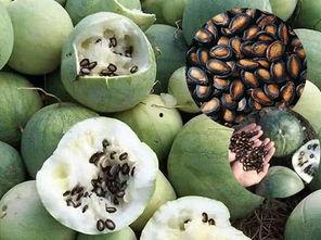 只吃瓜瓤的瓜,揭秘只吃瓜瓤的独特饮食习惯