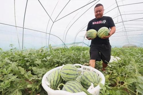 来瓜田吃瓜,夏日清凉时光