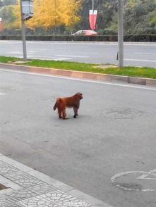 晨练吃瓜遛弯图片大全,吃瓜遛弯，乐享生活瞬间