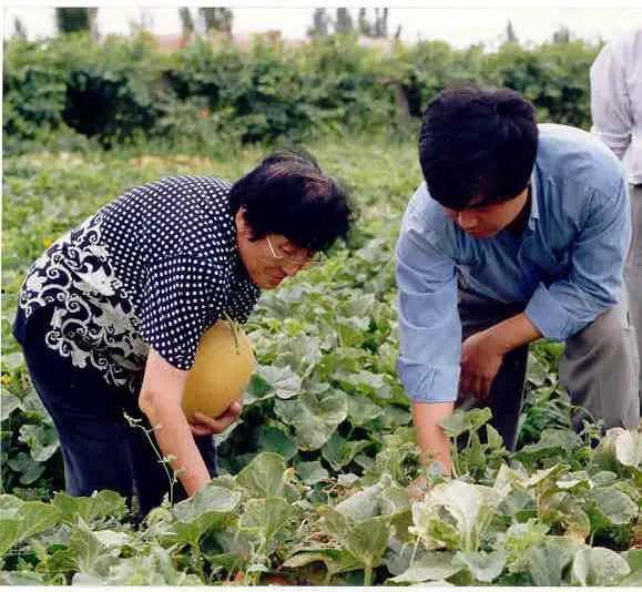 农村小芳吃瓜视频,感受农村田园生活