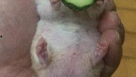 老王在线吃瓜,揭秘娱乐圈幕后风云