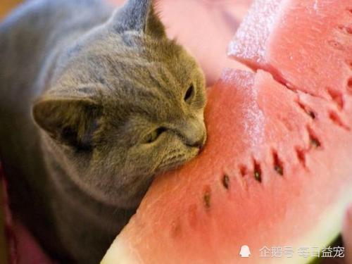 猪猫吃瓜,趣味横生的和谐生活瞬间